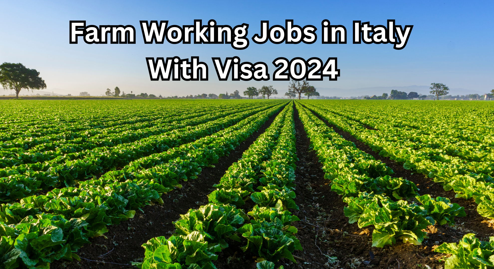 Farm Working Jobs in Italy With Visa 2024
