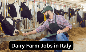 Dairy Farm Jobs in Italy