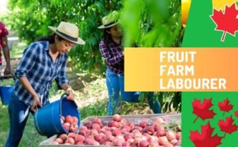 Fruit Farm Labourer Jobs in Canada